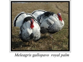 Meleagris gallopavo royal palm