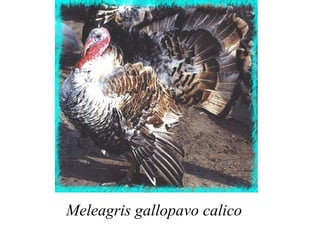 Meleagris gallopavo calico