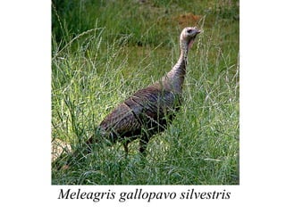Meleagris gallopavo silvestris