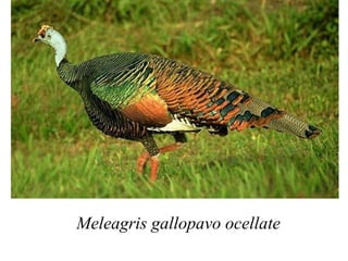Meleagris gallopavo ocellate