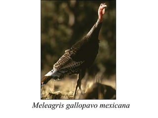 Meleagris gallopavo mexicana