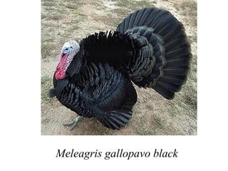 Meleagris gallopavo black