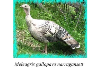 Meleagris gallopavo narragansett
