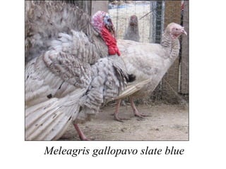 Meleagris gallopavo slate blue