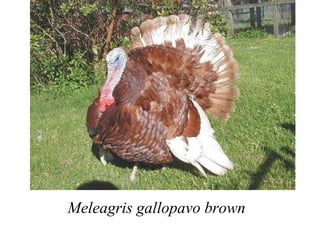 Meleagris gallopavo brown