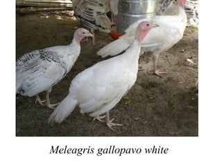 Meleagris gallopavo white
