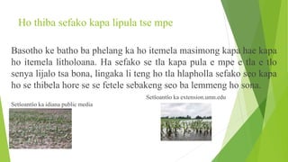 Ho thiba sefako kapa lipula tse mpe
Basotho ke batho ba phelang ka ho itemela masimong kapa hae kapa
ho itemela litholoana. Ha sefako se tla kapa pula e mpe e tla e tlo
senya lijalo tsa bona, lingaka li teng ho tla hlapholla sefako seo kapa
ho se thibela hore se se fetele sebakeng seo ba lemmeng ho sona.
Setšoantšo ka extension.umn.edu
Setšoantšo ka idiana public media
 