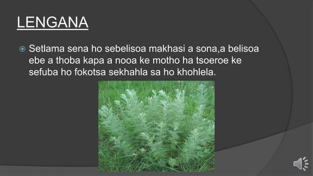 MELEMO EA LITLHARE TSA SESOTHO.pptx