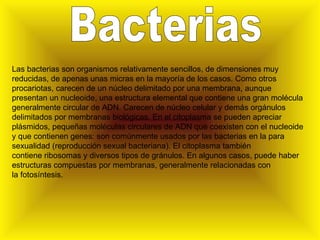 Bacterias Las bacterias son organismos relativamente sencillos, de dimensiones muy reducidas, de apenas unas micras en la mayoría de los casos. Como otros procariotas, carecen de un núcleo delimitado por una membrana, aunque presentan un nucleoide, una estructura elemental que contiene una gran molécula generalmente circular de ADN. Carecen de núcleo celular y demás orgánulos delimitados por membranas biológicas. En el citoplasma se pueden apreciar plásmidos, pequeñas moléculas circulares de ADN que coexisten con el nucleoide y que contienen genes: son comúnmente usados por las bacterias en la para sexualidad (reproducción sexual bacteriana). El citoplasma también contiene ribosomas y diversos tipos de gránulos. En algunos casos, puede haber estructuras compuestas por membranas, generalmente relacionadas con la fotosíntesis. 