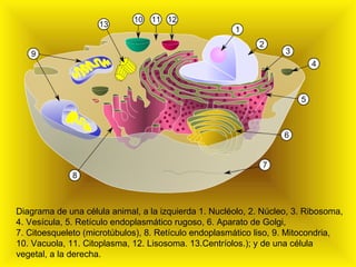 Diagrama de una célula animal, a la izquierda 1. Nucléolo, 2. Núcleo, 3. Ribosoma, 4. Vesícula, 5. Retículo endoplasmático rugoso, 6. Aparato de Golgi, 7. Citoesqueleto (microtúbulos), 8. Retículo endoplasmático liso, 9. Mitocondria, 10. Vacuola, 11. Citoplasma, 12. Lisosoma. 13.Centríolos.); y de una célula vegetal, a la derecha. 