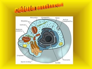 célula animal 