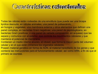 Características estructurales Todas las células están rodeadas de una envoltura (que puede ser una bicapa lipídica desnuda, en células animales; una pared de polisacárido, en hongos y vegetales; una membrana externa y otros elementos que definen una pared compleja, en bacterias Gram negativas; una pared de peptidoglicano, en bacterias Gram positivas; o una pared de variada composición, en arqueas) que las separa y comunica con el exterior, que controla los movimientos celulares y que mantiene el potencial de membrana. Contienen un medio interno acuoso, el citosol, que forma la mayor parte del volumen celular y en el que están inmersos los organelos celulares. Poseen material genético en forma de ADN, el material hereditario de los genes y que contiene las instrucciones para el funcionamiento celular, así como ARN, a fin de que el primero se exprese. 