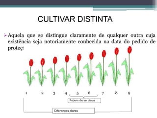 CULTIVAR DISTINTA
Aquela que se distingue claramente de qualquer outra cuja
existência seja notoriamente conhecida na data do pedido de
proteção
1 2 3 4 5 6 7 8 9
Podem não ser claras
Diferenças claras
 