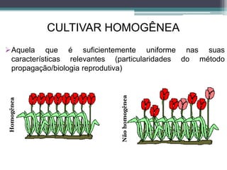 CULTIVAR HOMOGÊNEA
Aquela que é suficientemente uniforme nas suas
características relevantes (particularidades do método
propagação/biologia reprodutiva)
Homogênea
Nãohomogênea
 