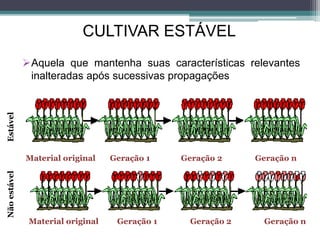 CULTIVAR ESTÁVEL
Aquela que mantenha suas características relevantes
inalteradas após sucessivas propagações
Material original Geração 1 Geração 2 Geração n
Material original Geração 1 Geração 2 Geração n
NãoestávelEstável
 