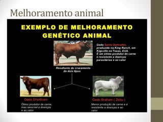 Melhoramento animal
 