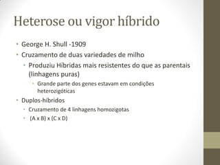 Heterose ou vigor híbrido
• George H. Shull -1909
• Cruzamento de duas variedades de milho
• Produziu Híbridas mais resistentes do que as parentais
(linhagens puras)
• Grande parte dos genes estavam em condições
heterozigóticas
• Duplos-híbridos
• Cruzamento de 4 linhagens homozigotas
• (A x B) x (C x D)
 