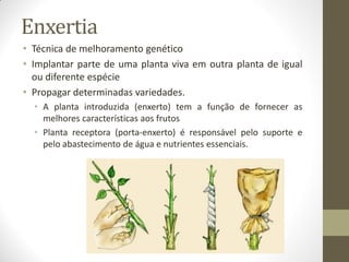 Enxertia
• Técnica de melhoramento genético
• Implantar parte de uma planta viva em outra planta de igual
ou diferente espécie
• Propagar determinadas variedades.
• A planta introduzida (enxerto) tem a função de fornecer as
melhores características aos frutos
• Planta receptora (porta-enxerto) é responsável pelo suporte e
pelo abastecimento de água e nutrientes essenciais.
 