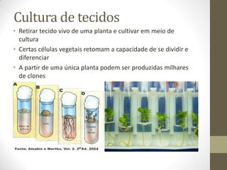 Cultura de tecidos
• Retirar tecido vivo de uma planta e cultivar em meio de
cultura
• Certas células vegetais retomam a capacidade de se dividir e
diferenciar
• A partir de uma única planta podem ser produzidas milhares
de clones
 