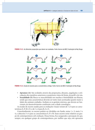 191CAPÍTULO 15 • Avaliação Zootécnica e Funcional em Gado de Corte
• Aprumos (A): São avaliados através das proporções, direções, angulações e arti-
culações dos membros anteriores e posteriores vistos de frente, de perﬁl e de trás.
• Sexualidade (S): Busca-se masculinidade nos machos e feminilidade nas fêmeas,
sendo que estas características deverão ser tanto mais acentuadas quanto maior a
idade dos animais avaliados. Avaliam-se os genitais externos, que devem ser fun-
cionais, de desenvolvimento condizente com a idade cronológica.
As escalas de escores usadas para as avaliações visuais variam de 1 a 6 para as carac-
terísticas E, P, M e U; e de 1 a 4 para R, A e S.
Conceitualmente, os escores podem ser divididos em fundo, notas 1 e 2; meio 3 e
4, e cabeceira 5 e 6 para as características E, P e M. Esses escores serão relativos ao gru-
po de contemporâneos sob avaliação. Dessa forma, ﬁca assegurada a percepção de que,
sempre, em qualquer grupo de contemporâneos, por melhor que seja, este apresenta
FIGURA 15.2. As diferentes proporções que devem ser avaliadas. Fonte: Acervo da ABCZ. Ilustração de Ney Braga.
FIGURA 15.3. Escala de escores para a característica umbigo. Fonte: Acervo da ABCZ. Ilustração de Ney Braga.
4 3
2 1
6 5
 