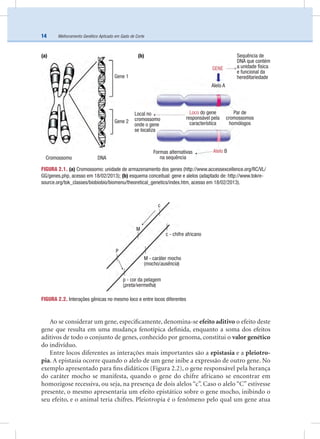 Melhoramento Genético Aplicado em Gado de Corte14
Ao se considerar um gene, especiﬁcamente, denomina-se efeito aditivo o efeito deste
gene que resulta em uma mudança fenotípica deﬁnida, enquanto a soma dos efeitos
aditivos de todo o conjunto de genes, conhecido por genoma, constitui o valor genético
do indivíduo.
Entre locos diferentes as interações mais importantes são a epistasia e a pleiotro-
pia. A epistasia ocorre quando o alelo de um gene inibe a expressão de outro gene. No
exemplo apresentado para ﬁns didáticos (Figura 2.2), o gene responsável pela herança
do caráter mocho se manifesta, quando o gene do chifre africano se encontrar em
homozigose recessiva, ou seja, na presença de dois alelos “c”. Caso o alelo “C” estivesse
presente, o mesmo apresentaria um efeito epistático sobre o gene mocho, inibindo o
seu efeito, e o animal teria chifres. Pleiotropia é o fenômeno pelo qual um gene atua
FIGURA 2.2. Interações gênicas no mesmo loco e entre locos diferentes
FIGURA 2.1. (a) Cromossomo: unidade de armazenamento dos genes (http://www.accessexcellence.org/RC/VL/
GG/genes.php, acesso em 18/02/2013); (b) esquema conceitual: gene e alelos (adaptado de: http://www.tokre-
source.org/tok_classes/biobiobio/biomenu/theoretical_genetics/index.htm, acesso em 18/02/2013).
Cromossomo
(a) (b)
DNA
Gene 1
Gene 2
GENE
Local no
cromossomo
onde o gene
se localiza
Loco do gene
responsável pela
característica
Par de
cromossomos
homólogos
Formas alternativas
na sequência
Alelo B
Alelo A
Sequência de
DNA que contém
a unidade física
e funcional da
hereditariedade
c - chifre africano
M - caráter mocho
(mocho/ausência)
p - cor da pelagem
(preta/vermelha)
P
M
c
 