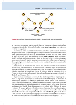 15CAPÍTULO 2 • Recursos Genéticos e Estratégias de Melhoramento
na expressão não de uma apenas, mas de duas ou mais características, sendo a base
para a compreensão dos efeitos relacionados às correlações genéticas que podem ser
positivas ou negativas.
Enquanto aos pares, pode ainda ocorrer troca de material genético de um cromosso-
mo para outro, cópias de segmentos para outra posição no mesmo ou em outro cromos-
somo, quebras ou perdas de parte do cromossomo e, inclusive, mutação, fonte natural
de novos alelos. Por outro lado, na formação das células gaméticas (espermatozoide e
óvulo), as células originais com número duplo ou diploide (2n) de cromossomos sofrem
uma redução (meiose), ﬁcando apenas com a metade (número haploide, n; Figura 2.3).
Assim, genótipos homozigotos produzirão apenas um tipo de gameta enquanto os he-
terozigotos, dois.
No momento da fecundação, cada um dos pais contribui com a metade do número
total de alelos, restabelecendo-se, no novo indivíduo, o número duplo de cromossomos
próprio das espécies diploides, como são os bovinos. As interações gênicas originais ve-
riﬁcadas nas células reprodutivas primárias de cada um deles, no entanto, se perdem.
Podem ou não ser recuperadas no embrião, na dependência do grau de proximidade ou
distância genética entre eles.
O processo de casualização na formação das células reprodutivas (segregação) e a
troca de sequências homólogas dos cromossomos (recombinação), no momento da
formação dos gametas e da fertilização, juntamente com as demais forças evolutivas e
eventos genéticos mencionados, constituem a base fundamental da grande variabilidade
genética existente entre indivíduos dentro de uma população. Além destas forças na-
turais, a própria história das civilizações, com seus reﬂexos sobre objetivos da criação
e métodos de seleção aplicados pelo criador, contribuíram e vêm contribuindo para a
evolução da espécie. Desta forma se explica o grande número de raças disponíveis, atual-
mente. Marleen Felius, em seu genial livro Genus bos: cattle breeds of the world (Felius,
1985), descreve de maneira singular os grupos raciais de maior importância econômica
de acordo com este processo evolutivo, resumo do qual é ilustrado na Figura 2.4.
FIGURA 2.3. Produção de células reprodutivas e fertilização – exemplo com dois pares de cromossomos.
Espermatozoides
(célula haploide)
Óvulo fertilizado → Embrião
(célula diploide)
Óvulo (apenas um viável)
(célula haploide)
Células reprodutivas primárias
(diploides)
 