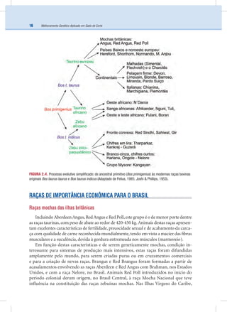 Melhoramento Genético Aplicado em Gado de Corte16
RAÇAS DE IMPORTÂNCIA ECONÔMICA PARA O BRASIL
Raças mochas das ilhas britânicas
Incluindo Aberdeen Angus,Red Angus e Red Poll,este grupo é o de menor porte dentre
as raças taurinas, com peso de abate ao redor de 420-450 kg.Animais destas raças apresen-
tam excelentes características de fertilidade, precocidade sexual e de acabamento da carca-
ça com qualidade de carne reconhecida mundialmente, tendo em vista a maciez das ﬁbras
musculares e a suculência, devida à gordura entremeada nos músculos (marmoreio).
Em função destas características e de serem geneticamente mochas, condição in-
teressante para sistemas de produção mais intensivos, estas raças foram difundidas
amplamente pelo mundo, para serem criadas puras ou em cruzamentos comerciais
e para a criação de novas raças. Brangus e Red Brangus foram formadas a partir de
acasalamentos envolvendo as raças Aberdeen e Red Angus com Brahman, nos Estados
Unidos, e com a raça Nelore, no Brasil. Animais Red Poll introduzidos no início do
período colonial deram origem, no Brasil Central, à raça Mocha Nacional que teve
inﬂuência na constituição das raças zebuínas mochas. Nas Ilhas Virgens do Caribe,
FIGURA 2.4. Processo evolutivo simpliﬁcado: do ancestral primitivo (Bos primigenius) às modernas raças bovinas
originais Bos taurus taurus e Bos taurus indicus (Adaptado de Felius, 1985; Joshi & Phillips, 1953).
 