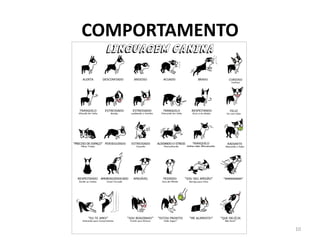 COMPORTAMENTO 
10  