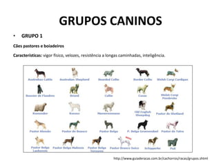GRUPOS CANINOS 
•GRUPO 1 
Cães pastores e boiadeiros 
Características: vigor físico, velozes, resistência a longas caminhadas, inteligência. 
http://www.guiaderacas.com.br/cachorros/racas/grupos.shtml  