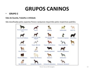 GRUPOS CANINOS 
•GRUPO 2 
Cães de Guarda, Trabalho e Utilidade 
São classificadas pelos aspectos físicos e psíquicos requeridos pelos respectivos padrões. 
Tássia Souza Bertipaglia 
13  