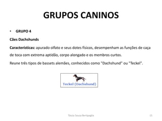 GRUPOS CANINOS 
•GRUPO 4 
Cães Dachshunds 
Características: apurado olfato e seus dotes físicos, desempenham as funções de caça de toca com extrema aptidão, corpo alongado e os membros curtos. 
Reune três tipos de bassets alemães, conhecidos como "Dachshund" ou "Teckel". 
Tássia Souza Bertipaglia 
15  