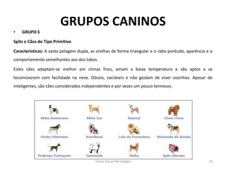 GRUPOS CANINOS 
•GRUPO 5 
Spitz e Cães do Tipo Primitivo 
Características: A vasta pelagem dupla, as orelhas de forma triangular e o rabo pontudo, aparência e o comportamento semelhantes aos dos lobos. 
Estes cães adaptam-se melhor em climas frios, amam a baixa temperatura e são aptos a se locomoverem com facilidade na neve. Dóceis, sociáveis e não gostam de viver sozinhos. Apesar de inteligentes, são cães considerados independentes e por vezes um pouco teimosos. 
Tássia Souza Bertipaglia 
16  