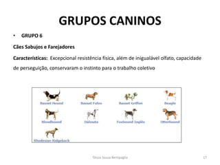 GRUPOS CANINOS 
•GRUPO 6 
Cães Sabujos e Farejadores 
Características: Excepcional resistência física, além de inigualável olfato, capacidade de perseguição, conservaram o instinto para o trabalho coletivo 
Tássia Souza Bertipaglia 
17  
