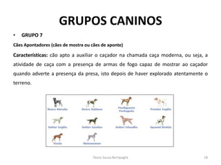 GRUPOS CANINOS 
•GRUPO 7 
Cães Apontadores (cães de mostra ou cães de aponte) 
Características: cão apto a auxiliar o caçador na chamada caça moderna, ou seja, a atividade de caça com a presença de armas de fogo capaz de mostrar ao caçador quando adverte a presença da presa, isto depois de haver explorado atentamente o terreno. 
Tássia Souza Bertipaglia 
18  