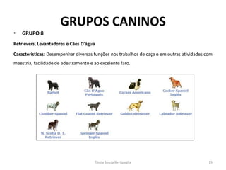 GRUPOS CANINOS 
•GRUPO 8 
Retrievers, Levantadores e Cães D'água 
Características: Desempenhar diversas funções nos trabalhos de caça e em outras atividades com maestria, facilidade de adestramento e ao excelente faro. 
Tássia Souza Bertipaglia 
19  