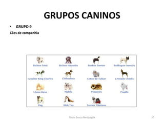 GRUPOS CANINOS 
•GRUPO 9 
Cães de companhia 
Tássia Souza Bertipaglia 
20  