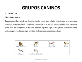 GRUPOS CANINOS 
•GRUPO 10 
Cães Lebréis (galgos) 
Características: Com aparência elegante, focinho comprido e afilado, patas longas, peito estreito e profundo, excepcional visão, máquinas de corrida. Hoje em dia são apreciados principalmente como cães de companhia e de luxo, embora algumas raças deste grupo continuem sendo utilizadas para funções de caça, corrida e ainda outras atividades esportivas. 
Tássia Souza Bertipaglia 
21  