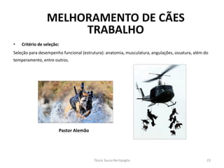•Critério de seleção: 
Seleção para desempenho funcional (estrutura): anatomia, musculatura, angulações, ossatura, além do temperamento, entre outros. 
Pastor Alemão 
Tássia Souza Bertipaglia 
23 
MELHORAMENTO DE CÃES TRABALHO  