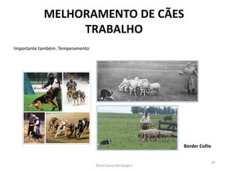 Importante também: Temperamento 
MELHORAMENTO DE CÃES TRABALHO 
Tássia Souza Bertipaglia 
24 
Border Collie  