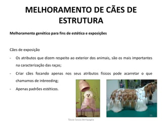 Melhoramento genético para fins de estética e exposições 
Cães de exposição 
-Os atributos que dizem respeito ao exterior dos animais, são os mais importantes na caracterização das raças; 
-Criar cães focando apenas nos seus atributos físicos pode acarretar o que chamamos de inbreeding; 
-Apenas padrões estéticos. 
MELHORAMENTO DE CÃES DE ESTRUTURA 
Tássia Souza Bertipaglia 
26  