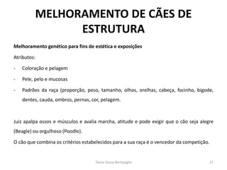 Melhoramento genético para fins de estética e exposições 
Atributos: 
-Coloração e pelagem 
-Pele, pelo e mucosas 
-Padrões da raça (proporção, peso, tamanho, olhos, orelhas, cabeça, focinho, bigode, dentes, cauda, ombros, pernas, cor, pelagem. 
Juiz apalpa ossos e músculos e avalia marcha, atitude e pode exigir que o cão seja alegre (Beagle) ou orgulhoso (Poodle). 
O cão que combina os critérios estabelecidos para a sua raça é o vencedor da competição. 
MELHORAMENTO DE CÃES DE ESTRUTURA 
Tássia Souza Bertipaglia 
27  