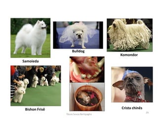 Samoieda 
Bulldog 
Komondor 
Bishon Frisê 
Crista chinês 
Tássia Souza Bertipaglia 
29  