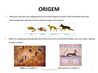 ORIGEM 
•Pesquisas mostram que código genético do melhor amigo do homem é tão misturado que ainda não se pode dizer quando e onde o cachorro surgiu como espécie. 
Tássia Souza Bertipaglia 
3 
6000 a.C. e 1500 a.C. 
Entre 2613 a.C. e 2494 a.C. 
•Miacis foi responsável pela geração dos felinos, dos ursos e da família Canidae, que inclui lobos, raposas, chacais e coiotes.  