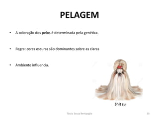 PELAGEM 
•A coloração dos pelos é determinada pela genética. 
•Regra: cores escuras são dominantes sobre as claras 
•Ambiente influencia. 
Tássia Souza Bertipaglia 
30 
Shit zu 
 