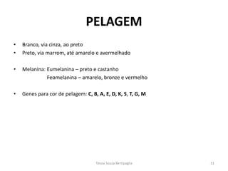 •Branco, via cinza, ao preto 
•Preto, via marrom, até amarelo e avermelhado 
•Melanina: Eumelanina – preto e castanho 
Feomelanina – amarelo, bronze e vermelho 
•Genes para cor de pelagem: C, B, A, E, D, K, S, T, G, M 
PELAGEM 
Tássia Souza Bertipaglia 
31  