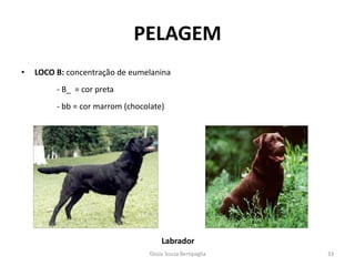 •LOCO B: concentração de eumelanina 
- B_ = cor preta 
- bb = cor marrom (chocolate) 
PELAGEM 
Labrador 
Tássia Souza Bertipaglia 
33  