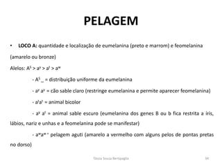 PELAGEM 
•LOCO A: quantidade e localização de eumelanina (preto e marrom) e feomelanina 
(amarelo ou bronze) 
Alelos: AS > ay > at > aw 
- AS _ = distribuição uniforme da eumelanina 
- ay ay = cão sable claro (restringe eumelanina e permite aparecer feomelanina) 
- atat = animal bicolor 
- ay at = animal sable escuro (eumelanina dos genes B ou b fica restrita a íris, lábios, nariz e unhas e a feomelanina pode se manifestar) 
- awaw = pelagem aguti (amarelo a vermelho com alguns pelos de pontas pretas no dorso) 
Tássia Souza Bertipaglia 
34  