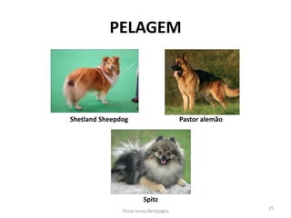 PELAGEM 
Pastor alemão 
Shetland Sheepdog 
Spitz 
Tássia Souza Bertipaglia 
35  
