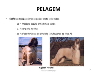 •LOCO E : desaparecimento da cor preta (extensão) 
- EE = máscara escura em animais claros 
- E_ = cor preta normal 
- ee = predominância do amarelo (anula genes do loco A) 
PELAGEM 
Afghan Hound 
Tássia Souza Bertipaglia 
36  