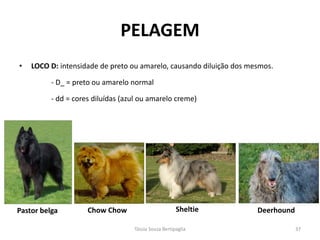 PELAGEM 
•LOCO D: intensidade de preto ou amarelo, causando diluição dos mesmos. 
- D_ = preto ou amarelo normal 
- dd = cores diluídas (azul ou amarelo creme) 
Sheltie 
Deerhound 
Chow Chow 
Pastor belga 
Tássia Souza Bertipaglia 
37  